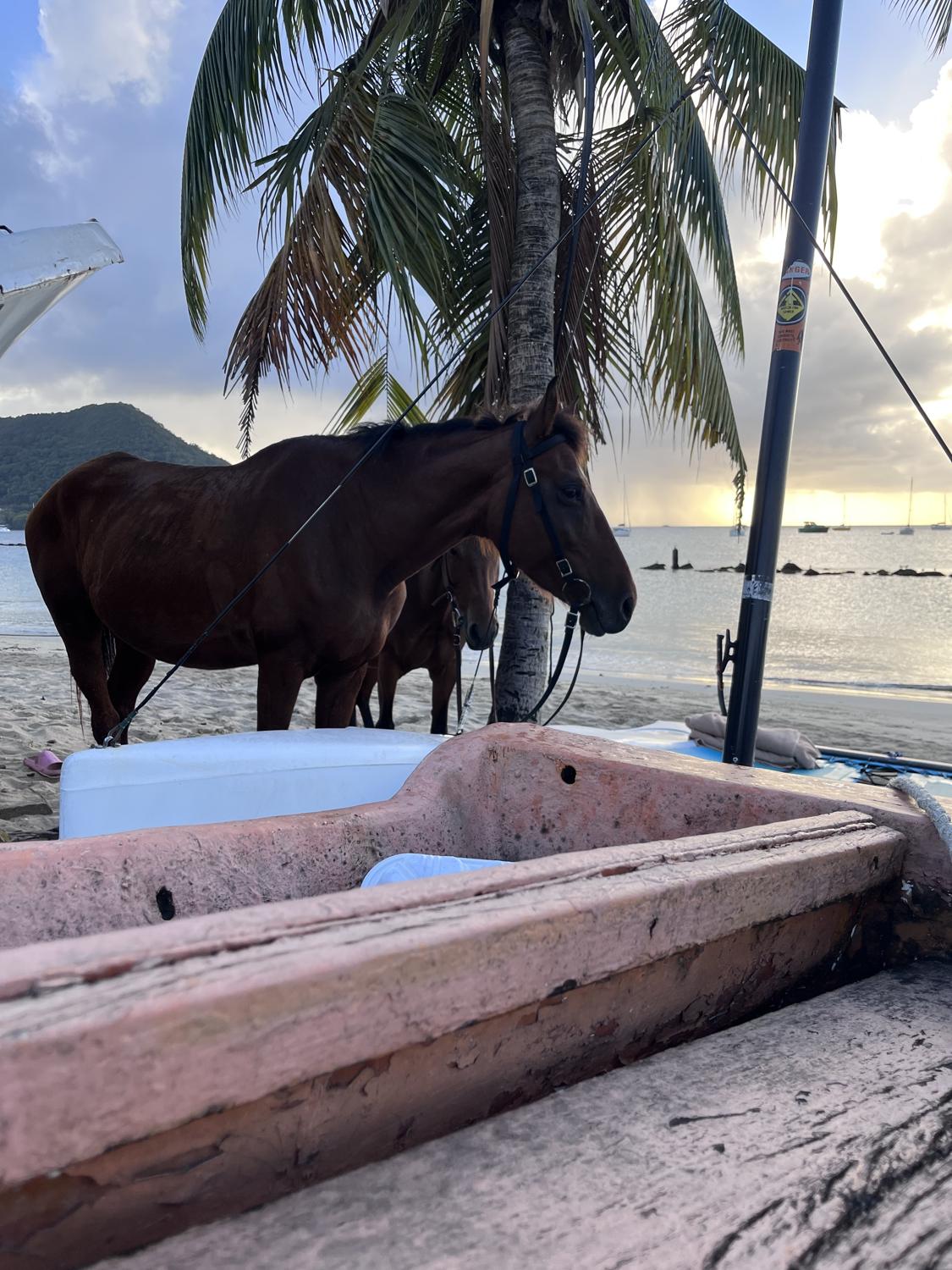 A horse standing on the beach between palm trees and fishing boats at golden hour